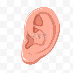 人体器官耳朵图片_立体耳朵手绘插画