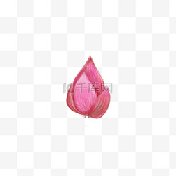 粉色花朵纹理图片_粉色植物花朵