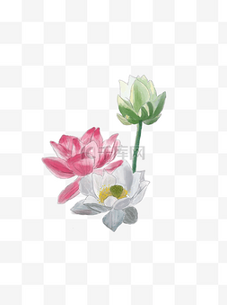 手绘插画荷花素材