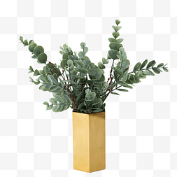 时尚的绿色植物图片_新鲜的盆栽植物免抠图