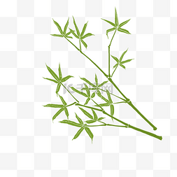 涂鸦绿色竹子