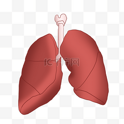 红色的肺手绘插画