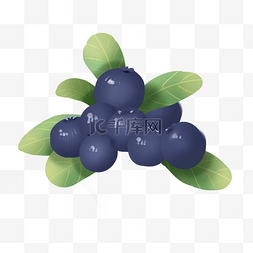 蓝紫色中国风图片_手绘蓝莓水果果实植物
