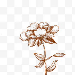 花苞枝图片_手绘线描一枝花