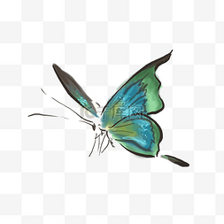 动物手绘图片_手绘水墨绿色蝴蝶