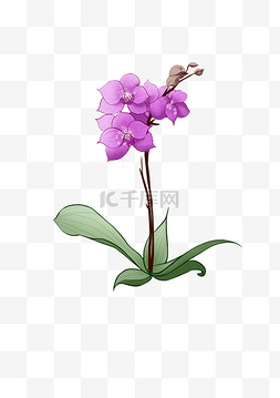 紫色的叶子图片_紫色的蝴蝶兰插画