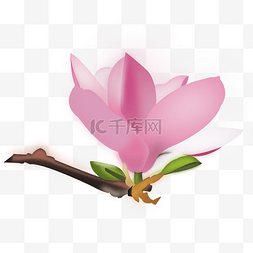 桃花图片_粉红色桃花 