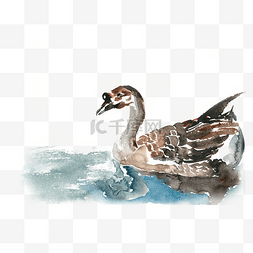 悠闲游泳的鹅水彩画PNG免抠素材