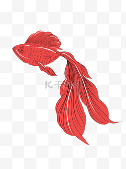 动物中国风红色金鱼