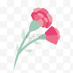 红色康乃馨花朵图片_ 粉红色康乃馨