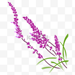 紫色的小花手绘插画