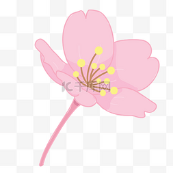 粉色花朵 