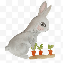 灰色的叶子图片_拔萝卜的灰色兔子