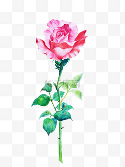 玫瑰大花瓣图片_水彩植物手绘插画