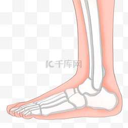 卡通手绘人体器官图片_人体器官白色的脚骨骼
