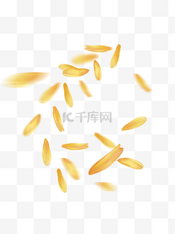 长条形光图片_漂浮的黄色菊花花瓣金黄色花瓣素