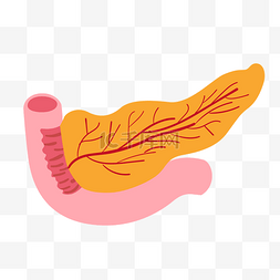 人体踩压图片_手绘人体器官胰腺插画