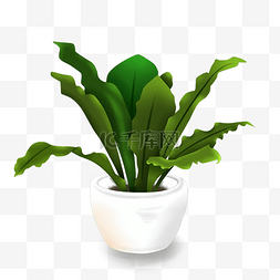 绿色阔叶植物