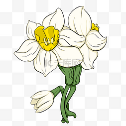 新冠肺炎十大症状图片_白色水仙花朵手绘图
