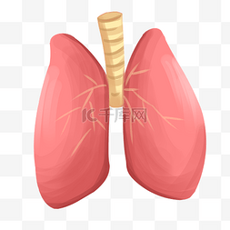 心肺提升图片_心肝肺脾肾器官插画