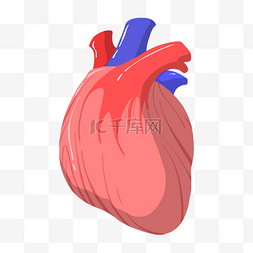 手绘人体心脏插画