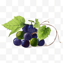 紫色葡萄黑美人提子PNG水果鲜果