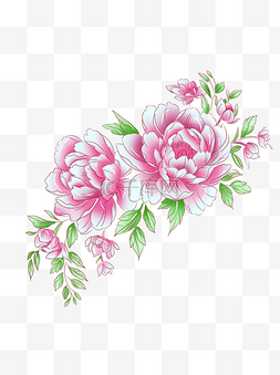 手绘粉红色植物图片_植物粉红色牡丹花