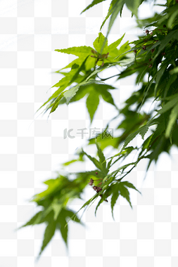 雨水节气唯美卡通治愈古风绿色图片_春天的叶子背景唯美背景绿枫叶