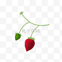红色的草莓植物免抠图