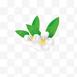 白色山茶花手绘图片_春季花卉白色山茶花装饰图案PNG