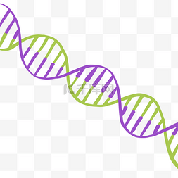 dna扁平图片_缠绕紫绿色矢量卡通风格DNA