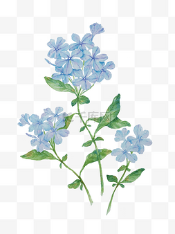 蓝色水彩花卉素材图片_水彩植物手绘插画