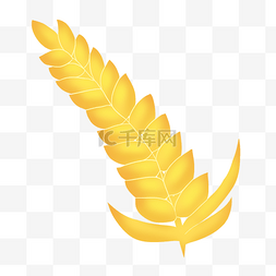 金色秋天丰收小麦