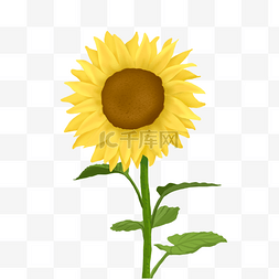 植物向日葵太阳花装饰夏天