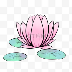 粉色的莲花手绘插画