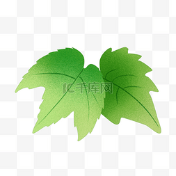 树叶插画免费下载图片_葡萄叶绿色