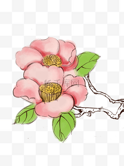 粉色的手绘山茶花