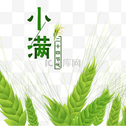 绿色稻谷图片_小满节气绿色小麦