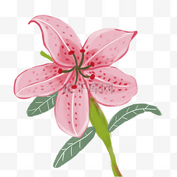 卡通粉色百合花朵元素