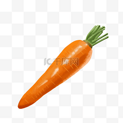 新鲜蔬菜胡萝卜图片_手绘新鲜蔬菜萝卜