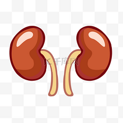人体结构卡通图图片_手绘卡通人体器官肾脏矢量免抠素