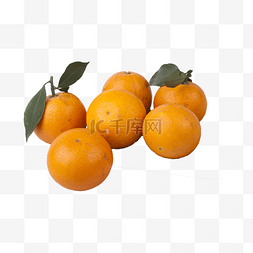 橘色植物免抠素材图片_橙子实拍（png免抠）
