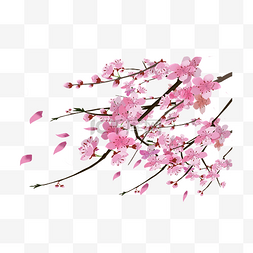 漂亮的樱花图片_春季漂亮的樱花插画