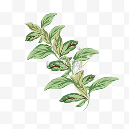 卡通手绘植物叶子免抠图
