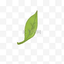 绿茶茶叶手绘插画