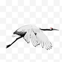 高飞素材图片_展翅飞翔的丹顶鹤