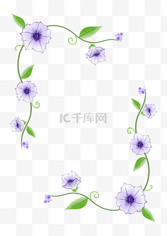 藤蔓和紫色牵牛花