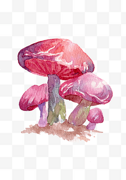 手绘蔬菜蘑菇插画图片_蔬菜蘑菇食物秋季秋日菌类