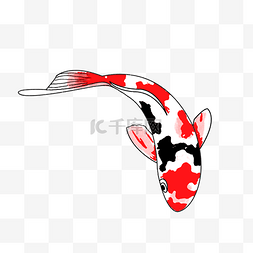 锦鲤红白黑鱼