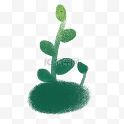 绿色植物发芽图片_墨绿色植物